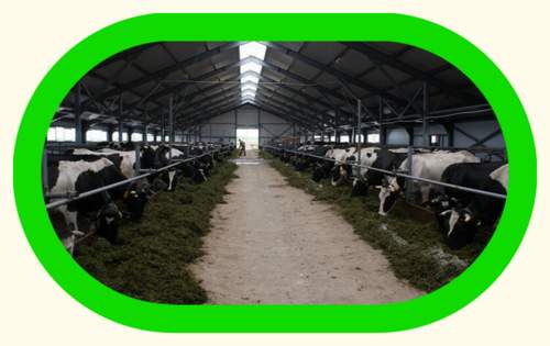 Молочно-товарная ферма будет построена в городском округе Озеры!